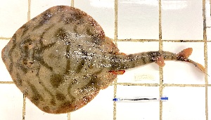  (Zanobatus schoenleinii - Mau24-44)  @11 [ ] copyright © (2024) Nene Galle Kide Institut Superieur des Sciences de la Mer