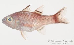  (Pristiapogon taeniopterus - MBIO1604.4)  @14 [ ] Unspecified (default): All Rights Reserved  Unspecified Unspecified