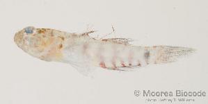  (Glyptoparus - MBIO384.4)  @13 [ ] Unspecified (default): All Rights Reserved  Unspecified Unspecified