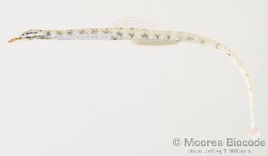  (Corythoichthys conspicillatus - MBIO717.4)  @13 [ ] Unspecified (default): All Rights Reserved  Unspecified Unspecified