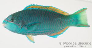  (Scarus globiceps - MBIO885.4)  @14 [ ] Unspecified (default): All Rights Reserved  Unspecified Unspecified