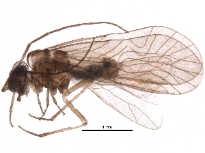  (Elipsocus moebiusi - BIOUG08671-D10)  @14 [ ] CreativeCommons - Attribution (2016) CBG Photography Group Centre for Biodiversity Genomics