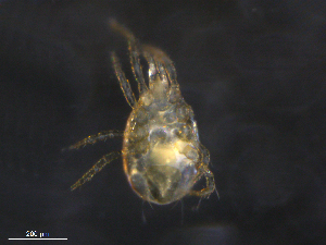  ( - BIOUG09802-D04)  @11 [ ] CreativeCommons - Attribution (2019) CBG Photography Group Centre for Biodiversity Genomics