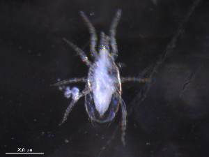  ( - BIOUG09803-C03)  @11 [ ] CreativeCommons - Attribution (2019) CBG Photography Group Centre for Biodiversity Genomics