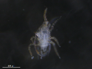  ( - BIOUG09809-F01)  @11 [ ] CreativeCommons - Attribution (2019) CBG Photography Group Centre for Biodiversity Genomics