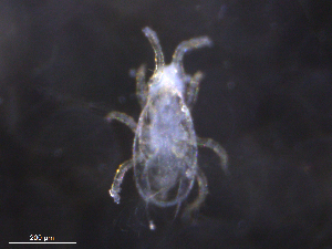  ( - BIOUG09809-G01)  @11 [ ] CreativeCommons - Attribution (2019) CBG Photography Group Centre for Biodiversity Genomics