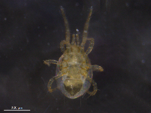  ( - BIOUG08685-C06)  @11 [ ] CreativeCommons - Attribution (2019) CBG Photography Group Centre for Biodiversity Genomics