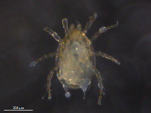  ( - BIOUG09927-C12)  @11 [ ] CreativeCommons - Attribution (2019) CBG Photography Group Centre for Biodiversity Genomics