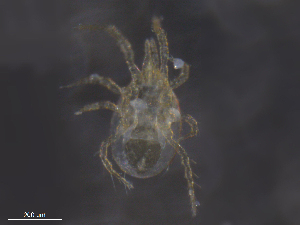  ( - BIOUG09927-D02)  @11 [ ] CreativeCommons - Attribution (2019) CBG Photography Group Centre for Biodiversity Genomics