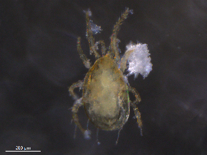  ( - BIOUG09927-D05)  @11 [ ] CreativeCommons - Attribution (2019) CBG Photography Group Centre for Biodiversity Genomics
