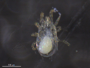  ( - BIOUG09927-E11)  @11 [ ] CreativeCommons - Attribution (2019) CBG Photography Group Centre for Biodiversity Genomics