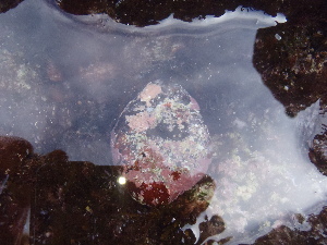  ( - CAN0014)  @11 [ ] CreativeCommons - Attribution Non-Commercial Share-Alike (2013) Unspecified Universidade de La Laguna