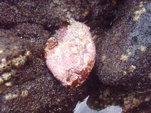  ( - CAN0015)  @11 [ ] CreativeCommons - Attribution Non-Commercial Share-Alike (2013) Unspecified Universidade de La Laguna