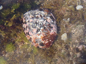  ( - CAN0017)  @11 [ ] CreativeCommons - Attribution Non-Commercial Share-Alike (2013) Unspecified Universidade de La Laguna