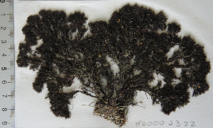  ( - MD0002322)  @11 [ ] CreativeCommons - Attribution Non-Commercial Share-Alike (2014) Unspecified CIBIO Azores