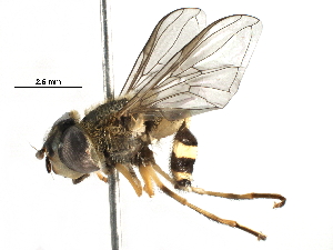  ( - BIOUG09808-E06)  @14 [ ] CreativeCommons - Attribution (2016) CBG Photography Group Centre for Biodiversity Genomics