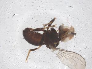  ( - BIOUG09934-G09)  @11 [ ] CreativeCommons - Attribution Share - Alike (2025) Centre for Biodiversity Genomics Centre for Biodiversity Genomics