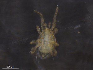  ( - BIOUG10068-C05)  @11 [ ] CreativeCommons - Attribution (2019) CBG Photography Group Centre for Biodiversity Genomics