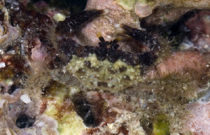  (Cyclodius nitidus - MBIO2615.1)  @13 [ ] Unspecified (default): All Rights Reserved  Unspecified Unspecified