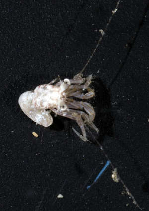  ( - MBIO2680.1)  @12 [ ] Unspecified (default): All Rights Reserved  Unspecified Unspecified