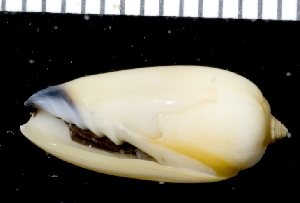  (Imbricaria olivaeformis - MBIO2240.1)  @11 [ ] Unspecified (default): All Rights Reserved  Unspecified Unspecified