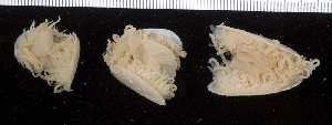  ( - MBIO2266.1)  @11 [ ] Unspecified (default): All Rights Reserved  Unspecified Unspecified