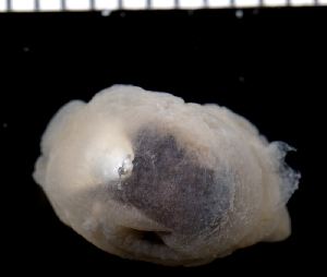  (Berthellina - MBIO2754.1)  @13 [ ] Unspecified (default): All Rights Reserved  Unspecified Unspecified