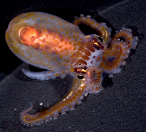  (Octopus bocki - MBIO2888.1)  @15 [ ] Unspecified (default): All Rights Reserved  Unspecified Unspecified
