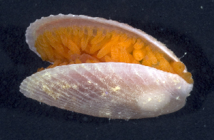  (Limaria sp - MBIO2938.1)  @13 [ ] Unspecified (default): All Rights Reserved  Unspecified Unspecified