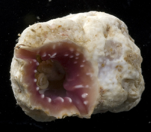  (Bursa rhodostoma - MBIO3704.1)  @11 [ ] Unspecified (default): All Rights Reserved  Unspecified Unspecified