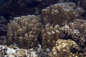  (Porites australiensis - MBIO2837.1)  @11 [ ] Unspecified (default): All Rights Reserved  Unspecified Unspecified