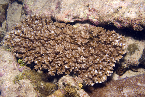  (Acropora granulosa - MBIO3243.1)  @11 [ ] Unspecified (default): All Rights Reserved  Unspecified Unspecified