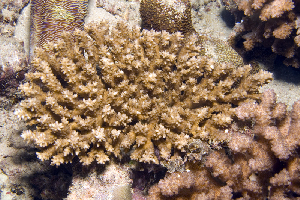  (Acropora retusa - MBIO3244.1)  @11 [ ] Unspecified (default): All Rights Reserved  Unspecified Unspecified