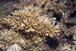  (Acropora sp - MBIO3464.1)  @11 [ ] Unspecified (default): All Rights Reserved  Unspecified Unspecified