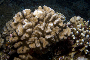  (Pocillopora meandrina - MBIO3591.1)  @11 [ ] Unspecified (default): All Rights Reserved  Unspecified Unspecified