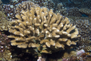  (Pocillopora elegans - MBIO3610.1)  @11 [ ] Unspecified (default): All Rights Reserved  Unspecified Unspecified