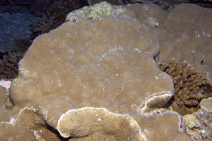  (Porites lobata - MBIO3692.1)  @11 [ ] Unspecified (default): All Rights Reserved  Unspecified Unspecified