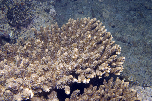  (Acropora abrotanoides - MBIO3750.1)  @11 [ ] Unspecified (default): All Rights Reserved  Unspecified Unspecified