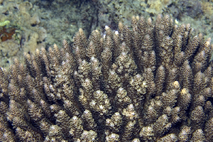  (Acropora hyacinthus - MBIO3751.1)  @11 [ ] Unspecified (default): All Rights Reserved  Unspecified Unspecified