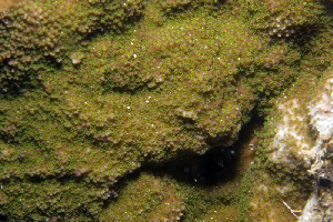  (Montipora elschneri - MBIO3815.1)  @11 [ ] Unspecified (default): All Rights Reserved  Unspecified Unspecified