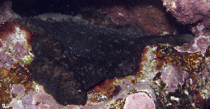  (Chondrosiidae - MBIO3832.1)  @11 [ ] Unspecified (default): All Rights Reserved  Unspecified Unspecified