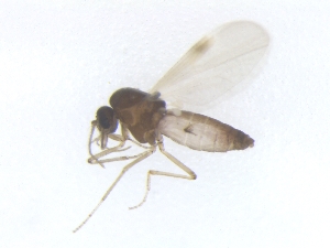  ( - TSZD-PD-300092)  @11 [ ] by-nc-sa (2022) Unspecified Tromsoe University Museum