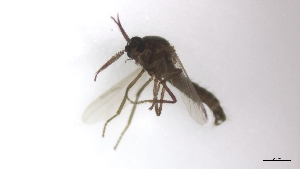  (Atrichopogon sp. 1PD - TSZD-PD-300324)  @11 [ ] by-nc-sa (2023) Unspecified Tromsoe University Museum