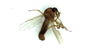  (Atrichopogon muelleri - TSZD-PD-300565)  @11 [ ] by-nc-sa (2024) Unspecified Tromsoe University Museum