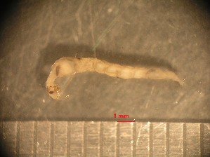  ( - RUN-MAC-16)  @11 [ ] Copyright (2025) Unspecified OCEA Consult