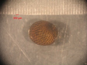  (Neritina - RUN-MAC-28)  @11 [ ] Copyright (2025) Unspecified OCEA Consult