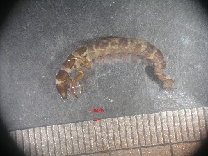  (Hydropsyche mokaensis - RUN-MAC-34)  @11 [ ] Copyright (2025) Unspecified OCEA Consult