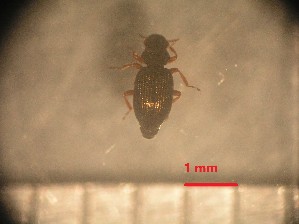  ( - RUN-MAC-7)  @11 [ ] Copyright (2025) Unspecified OCEA Consult