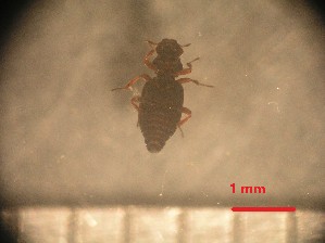  (Prosthetopinae - RUN-MAC-7)  @11 [ ] Copyright (2025) Unspecified OCEA Consult