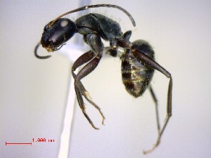  (Camponotus descarpentriesi - casent0096166-D60)  @13 [ ] CreativeCommons - Attribution (2011) M. Alex Smith Centre for Biodiversity Genomics